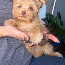 Blue sky - Gold male Yorkshire Terrier puppy in Fort Myers, Florida from Katherine’s Yorkies and Poodles