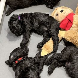 Poodle Puppies from The Rad Poodles