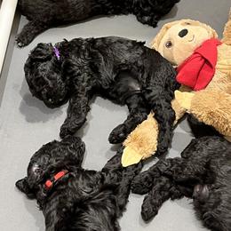 Poodle Puppies from The Rad Poodles