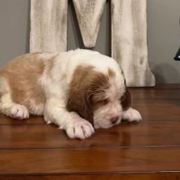 Billy - Lemon and white male English Springer Spaniel puppy in Morrilton, Arkansas from Triple M Farms & Springers