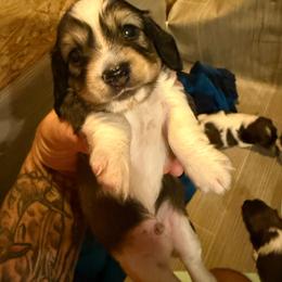 Boy 1 - Red male Dachshund puppy in Paisley, Florida from Pantheon Dachshunds