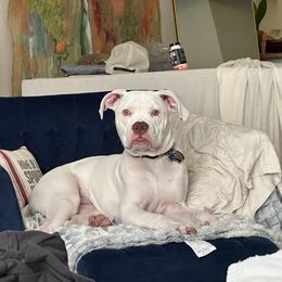 American Bulldog Puppies from Slayton's American Bulldogs