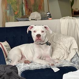 American Bulldog Puppies from Slayton's American Bulldogs