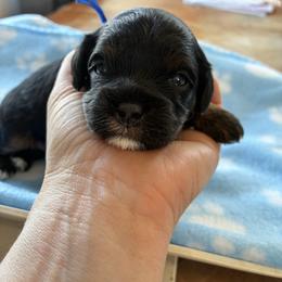 Aries - Black and tan male Cavapoo puppy in Adrian, Oregon from ApplebyFarm