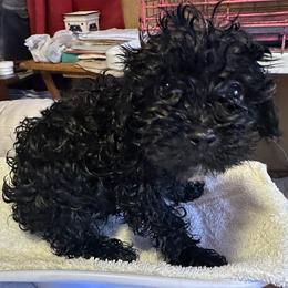 Tina - Black female Yorkipoo puppy in Eden, Maryland from Canines  Unlimited