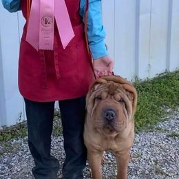 Bird - Chinese Shar-Pei