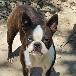 Rae Ray - Boston Terrier
