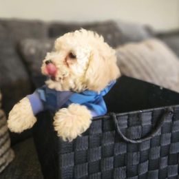 Boy 2 - Apricot Poodle puppy in Augusta, Georgia from Royalti Pups