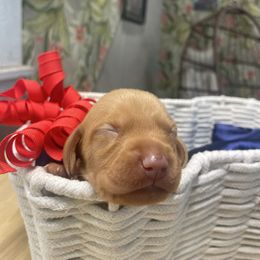 Vulpix - Golden rust male Vizsla puppy in Bloomington, Indiana from Envizion