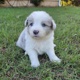 Hamm - Slate merle male Border Collie puppy in Ripley, Oklahoma from Adventure5 Border Collies