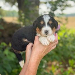 Peter Pan - Tri-color male Bernedoodle puppy in Bellville, Ohio from Bernedoodle Buddies