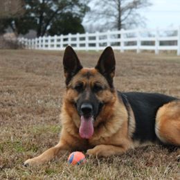 German Shepherds from Southern Creek (Vom Südbach) German Shepherds