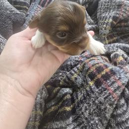 Luna - Chocolate, tan and white female Yorkshire Terrier puppy in Odessa, Texas from Korrtina Grover