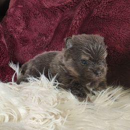 Tina Belcher - Blue and tan female Pomeranian puppy in Smithville, Texas from Lafary Poms