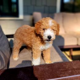 Goldendoodle Puppies from Glitzy Goldendoodles