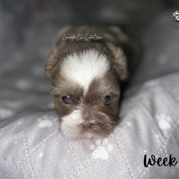 Macchiato - Lilac male Shih Tzu puppy in Olive Branch, Mississippi from Lavender Blue Exotic Crew