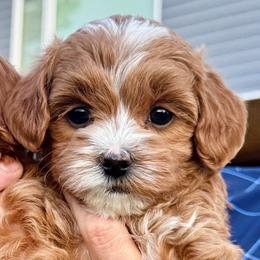 Palmetto - Red  female Goldendoodle puppy in Bountiful, Utah from Red Brick Doodles