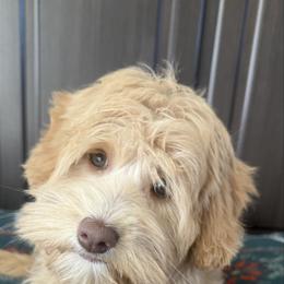 Bindi - Australian Labradoodle