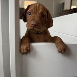 Boy 4 - Vizsla puppy in Suffolk, Virginia from JC Vizsla’s
