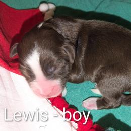 Lewis - Red male Aussiedoodle puppy in Pamplin, Virginia from Hope & Joy Acres