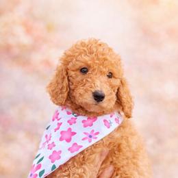 Rosie - Apricot female Goldendoodle puppy in Sanford, Florida from Florida Coast Golden Doodles