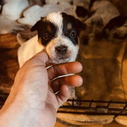Teal - Blue mottled male Australian Cattle Dog puppy in Aiken, South Carolina from Rusty Blue Dog Farm
