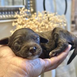 Blue collar - Brown and white male Cockapoo puppy in Palm Beach County, Florida from Benji’s Cockapoos