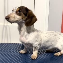 Baby Bambi - Dachshund