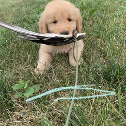 Golden Retriever Puppies from Lake Champlain Goldens