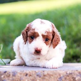 Pearl F2b - Blenheim female Cavapoo puppy in Atglen, Pennsylvania from Smokey Hollow Puppies