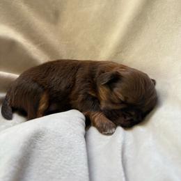 Clotho - Chocolate and tan female Shih Tzu puppy in Las Vegas, Nevada from Vegas Shih Tzus