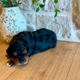 Harry - Phantom male Bernedoodle puppy in Spanish Fork, Utah from K Brand Doodles