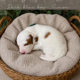 Goldendoodle Puppies from RadDoodles