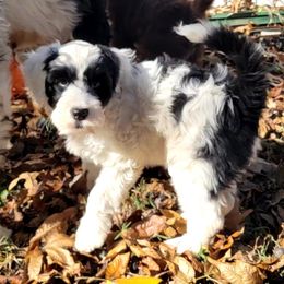 Portuguese Water Dog Puppies from Autumn Branch Farm Portuguese Water Dogs