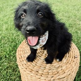 Atlas Moth - Black and white male Aussiedoodle puppy in Taylors, South Carolina from Aspen Mountain Doodles LLC