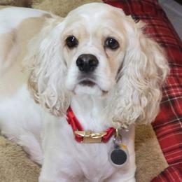 SANDY - Cocker Spaniel