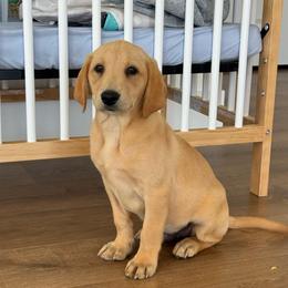 Storm - Yellow male Labrador Retriever puppy in Allons, Tennessee from UC Labradors LLC