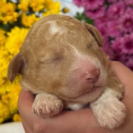Sunflower - Orange female Lagotto Romagnolo puppy in Micanopy, Florida from Fortuna Farms