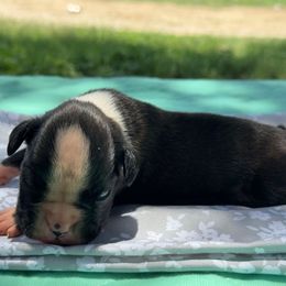 Midas - Brindle male Boxer puppy in Briggs, Texas from Dark Horse Boxers