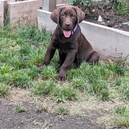 Labrador Retriever Puppies from The Homestead at Little Creek