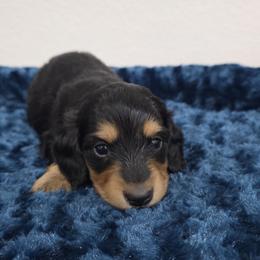 Black and tan boy - Black and tan male Dachshund puppy in West Plains, Missouri from Spring Creek Dachshunds