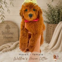 Haven - Red  female Goldendoodle puppy in Atlanta, Georgia from Teddy Puppies