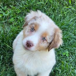 Bugsy - Red merle male Australian Shepherd puppy in Albany, Oregon from Red Cloud Australian Shepherds and DeGray Great Danes & Bulldogs
