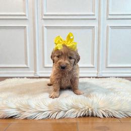Yellow collar female - Dark golden female Golden Retriever puppy in Baytown, Texas from Golden Tails of Texas