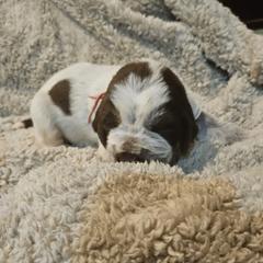 Girl 4 - Spinone Italiano puppy in Alachua, Florida from Asperida Dachshunds and Spinoni