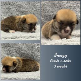 Sneezy - Red male Pembroke Welsh Corgi puppy in Stephenville, Texas from Rising JM Pembrokes