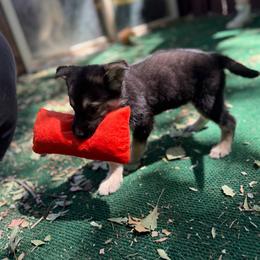 Mayhem - Black and tan male German Shepherd puppy in Yuba City, California from Barton’s German Shepherds