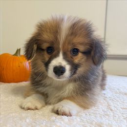 Jagger - Red male Pembroke Welsh Corgi puppy in Chubbuck, Idaho from Sunny J Corgis and Mini Americans