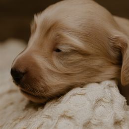 Dachshund Puppies from Doxiecru