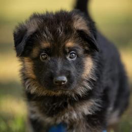 German Shepherds from Free Indeed Shepherds